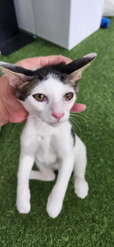 한국 고양이 - 고양이