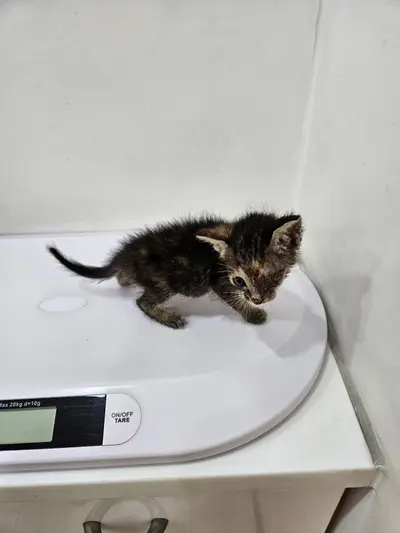한국 고양이 - 고양이