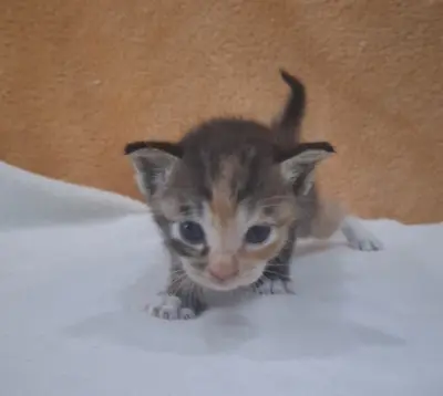믹스묘 - 고양이