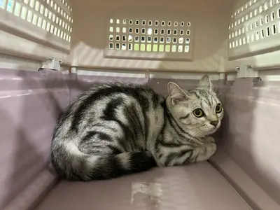 한국 고양이 - 고양이