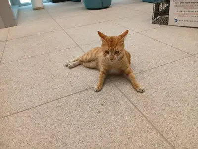 한국 고양이 - 고양이