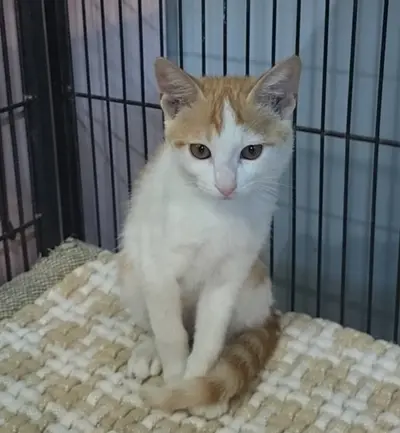 믹스묘 - 고양이