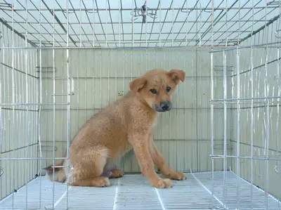 진도견 - 강아지