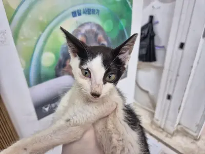 한국 고양이 - 고양이