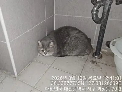브리티시 쇼트헤어 - 고양이
