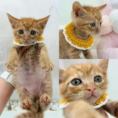 한국 고양이 - 고양이