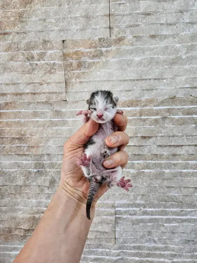 한국 고양이 - 고양이