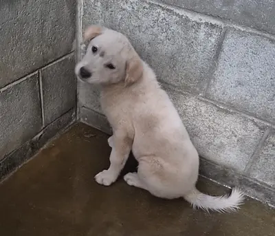 믹스견 - 강아지