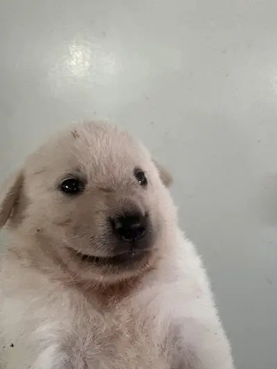 믹스견 - 강아지
