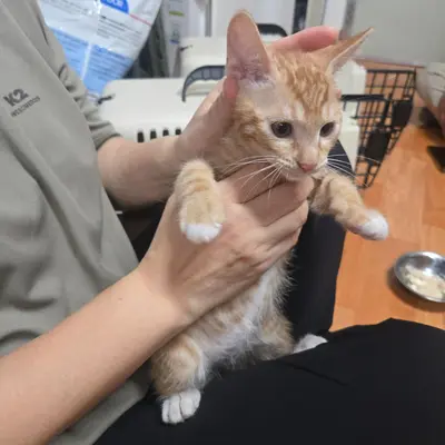 한국 고양이 - 고양이