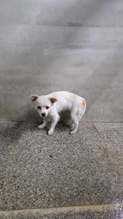 믹스견 - 강아지