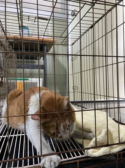 한국 고양이 - 고양이
