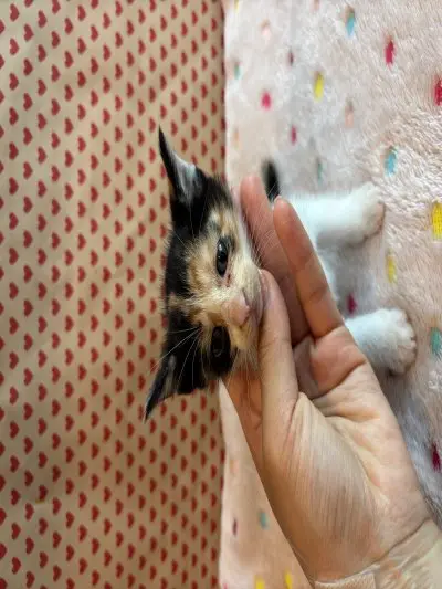 믹스묘 - 고양이