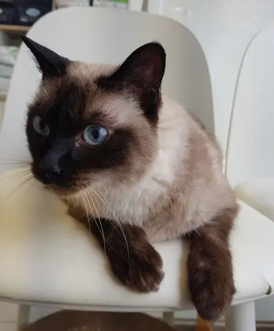 샴 - 고양이