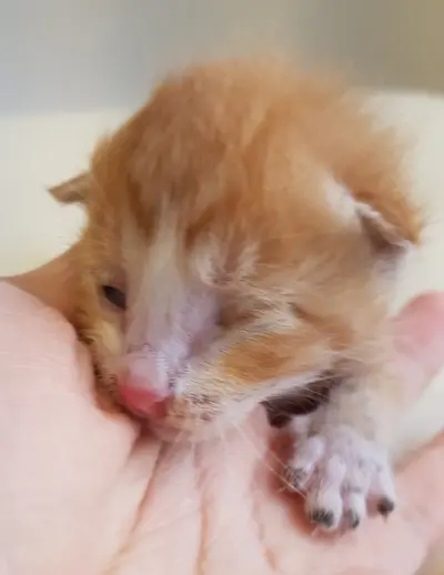 한국 고양이 - 고양이