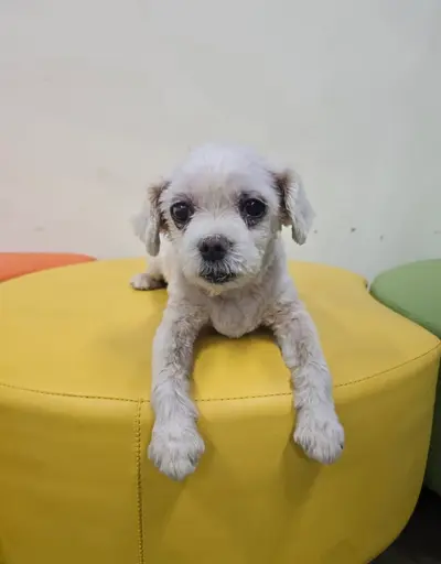 말티즈 - 강아지