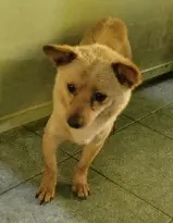 믹스견 - 강아지