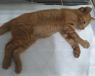 한국 고양이 - 고양이