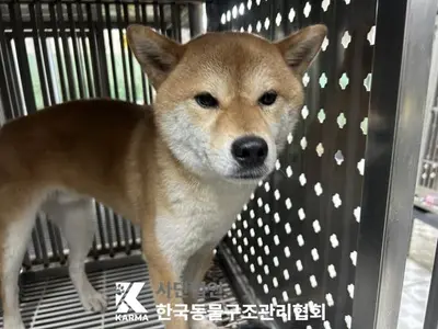 시바 - 강아지