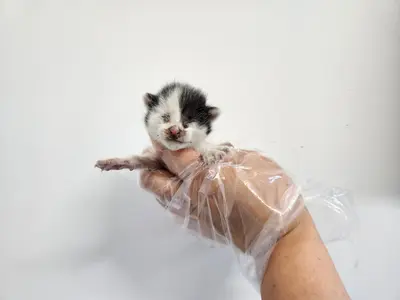 한국 고양이 - 고양이