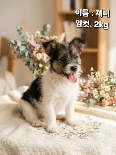 노리치테리어 믹스 - 강아지
