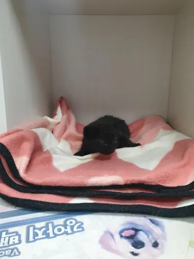한국 고양이 - 고양이