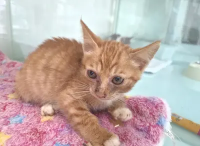 한국 고양이 - 고양이