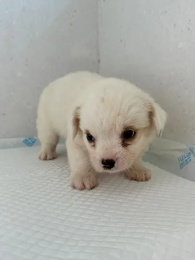 믹스견 - 강아지