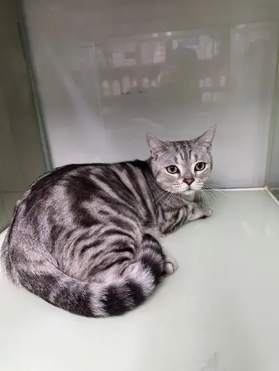 아메리칸 쇼트헤어 - 고양이