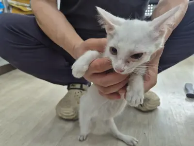 믹스묘 - 고양이