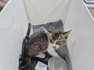믹스묘 - 고양이