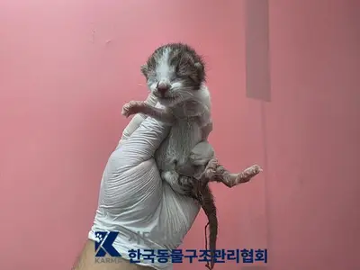 한국 고양이 - 고양이