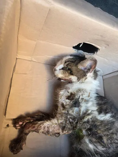 믹스묘 - 고양이