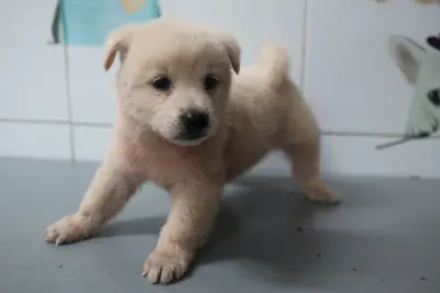믹스견 - 강아지