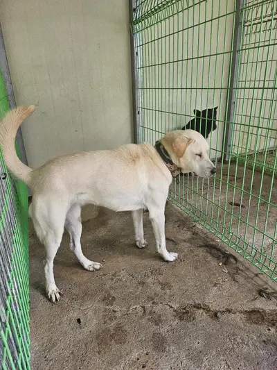 믹스견 - 강아지