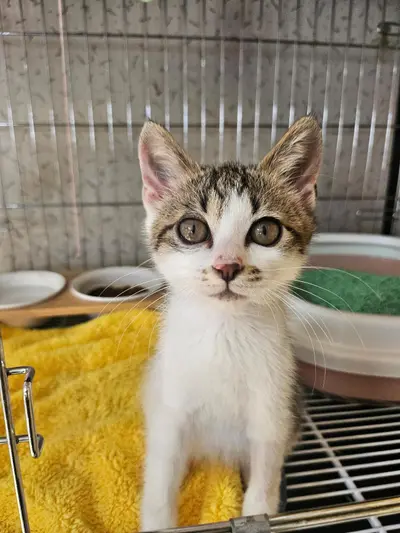 한국 고양이 - 고양이