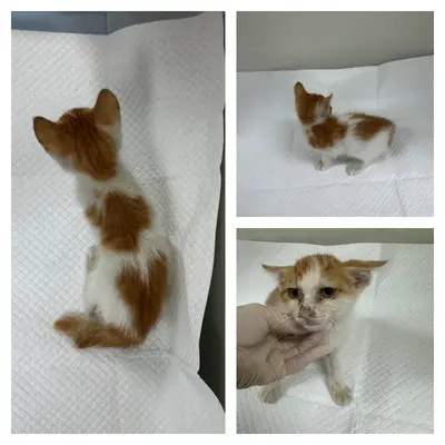 한국 고양이 - 고양이