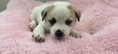 믹스견 - 강아지