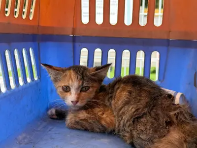 한국 고양이 - 고양이
