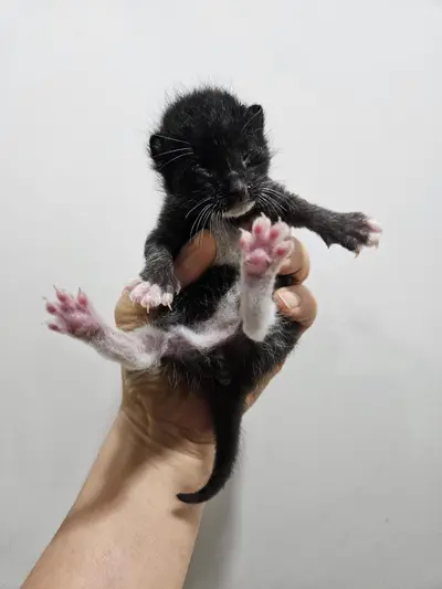 한국 고양이 - 고양이