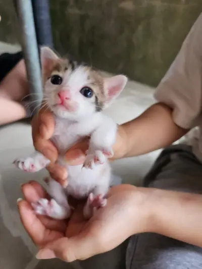 한국 고양이 - 고양이