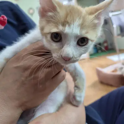 한국 고양이 - 고양이