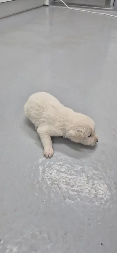 믹스견 - 강아지