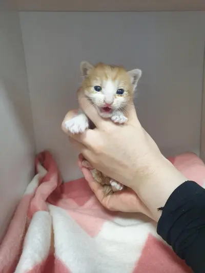 한국 고양이 - 고양이