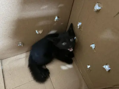 한국 고양이 - 고양이