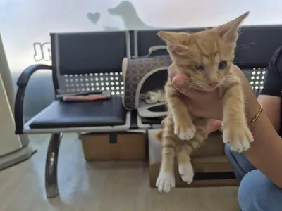 믹스묘 - 고양이