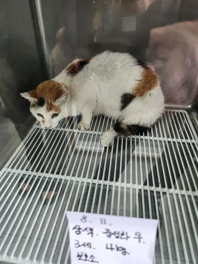 한국 고양이 - 고양이