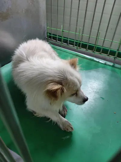 믹스견 - 강아지