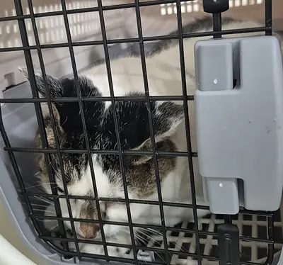 한국 고양이 - 고양이