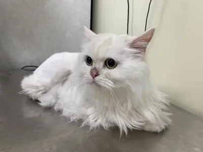 페르시안 - 고양이
